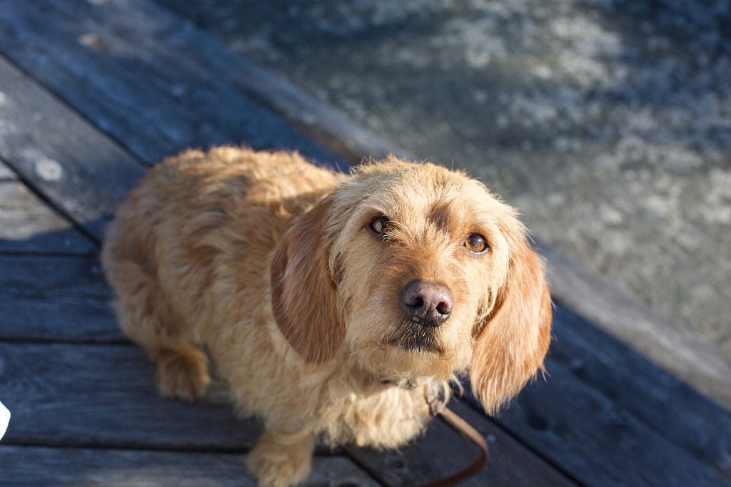 Dog Training Tips — Basset Fauve de Bretagne