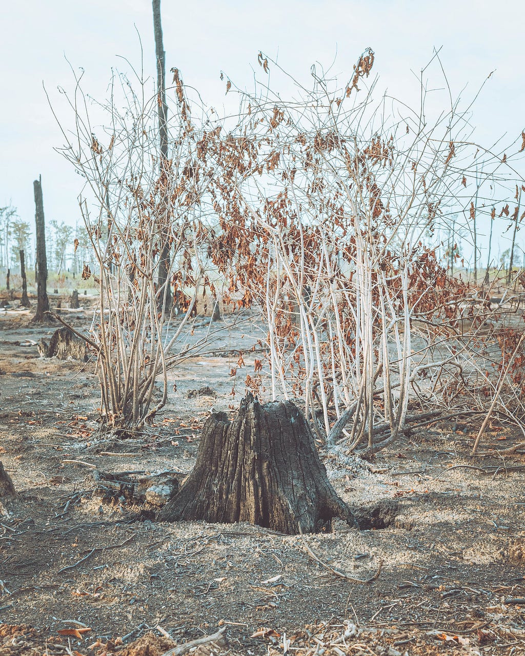 A burnt tree stump in the swamp in Blackwell, Arkansas after the fire of Spring 2022.