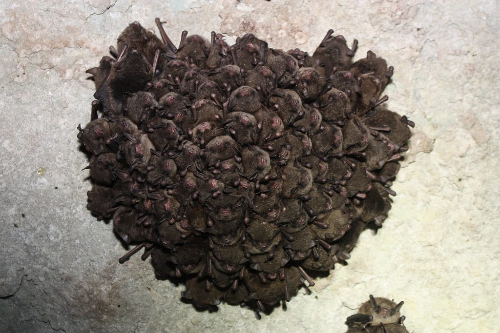 large number of bats clustered together on rock ceiling