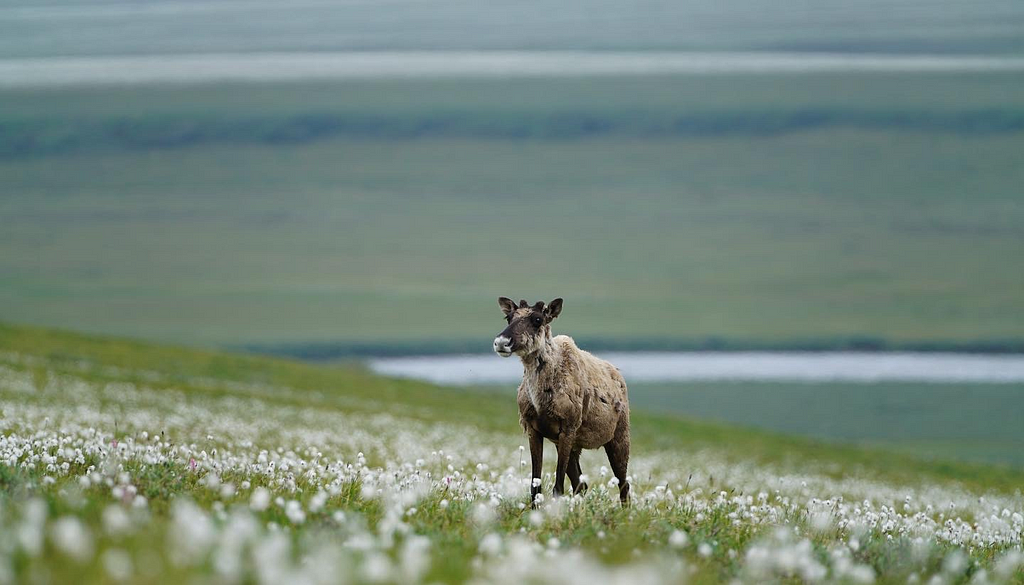 Caribou (Rangifer tarandus) in cottongrass (Eriophorum) at Arctic National Wildlife Refuge in Alaska.