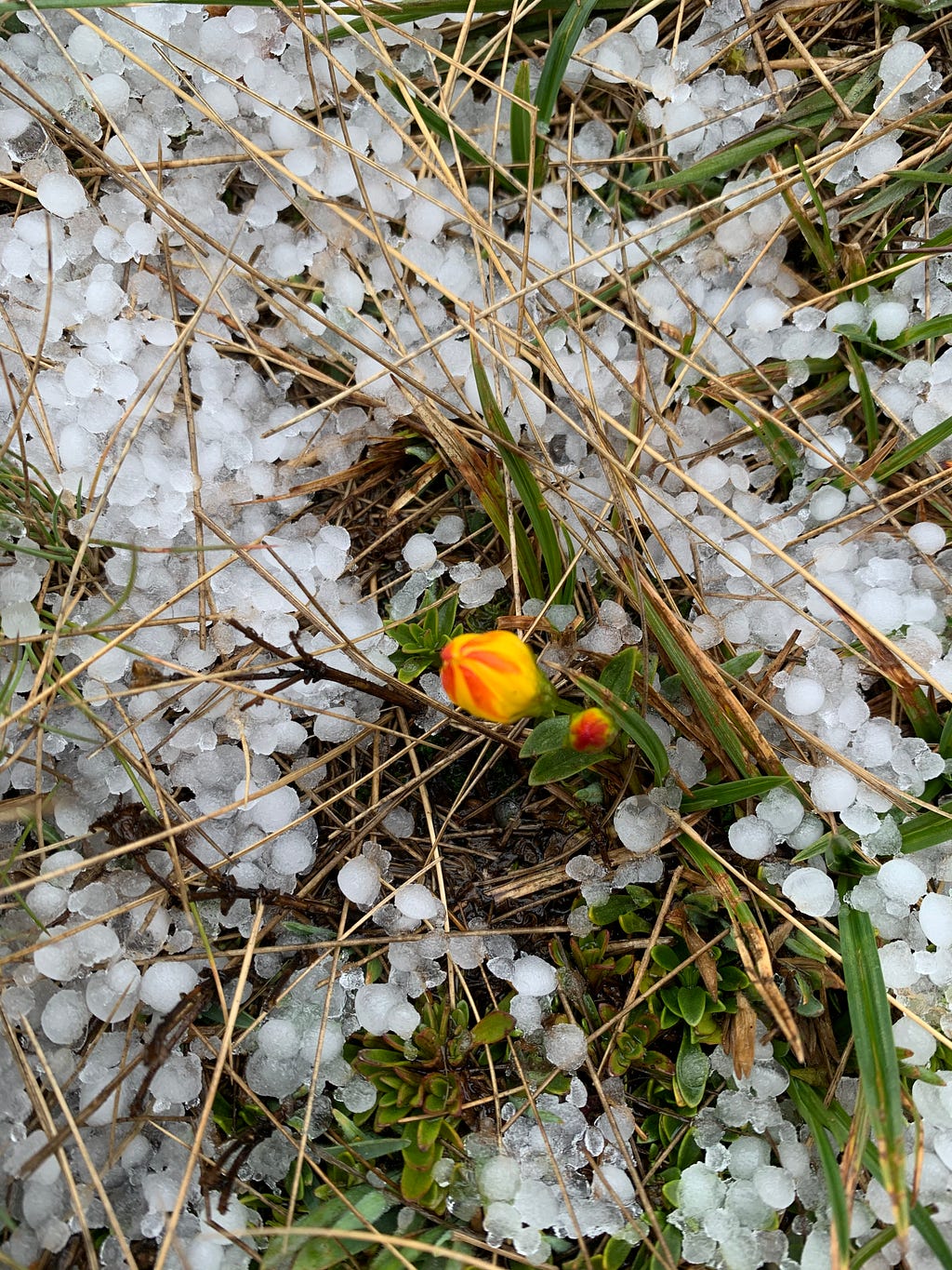 Colorful Flower Blooming Despite the Hail in El Cajas National Park of Ecuador