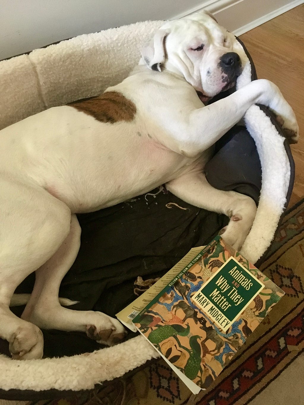 A white dog with a brown spot lies sleeping in a bed with the book “Animals and Why They Matter” next to their paw.