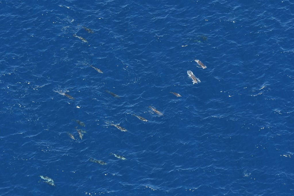 a pod of about 20 dolphins swim in the same direction