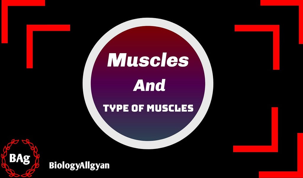 Muscles , Type of muscles