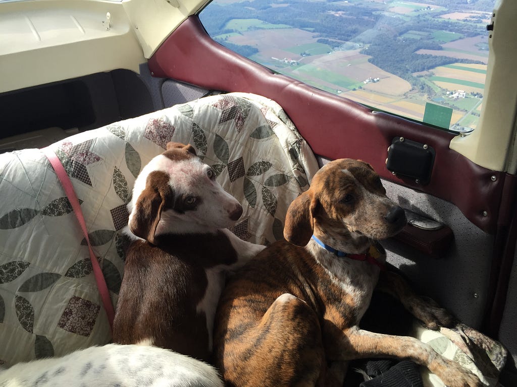 Two dogs lounging in the back seat of a GA aircraft in flight.