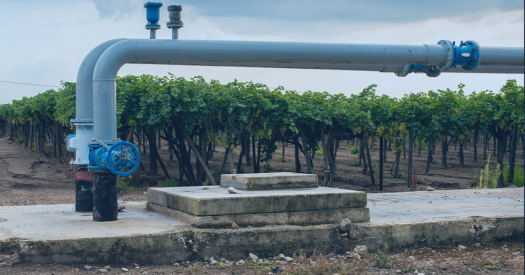 Picture shows an irrigation system in a Vinyard in California