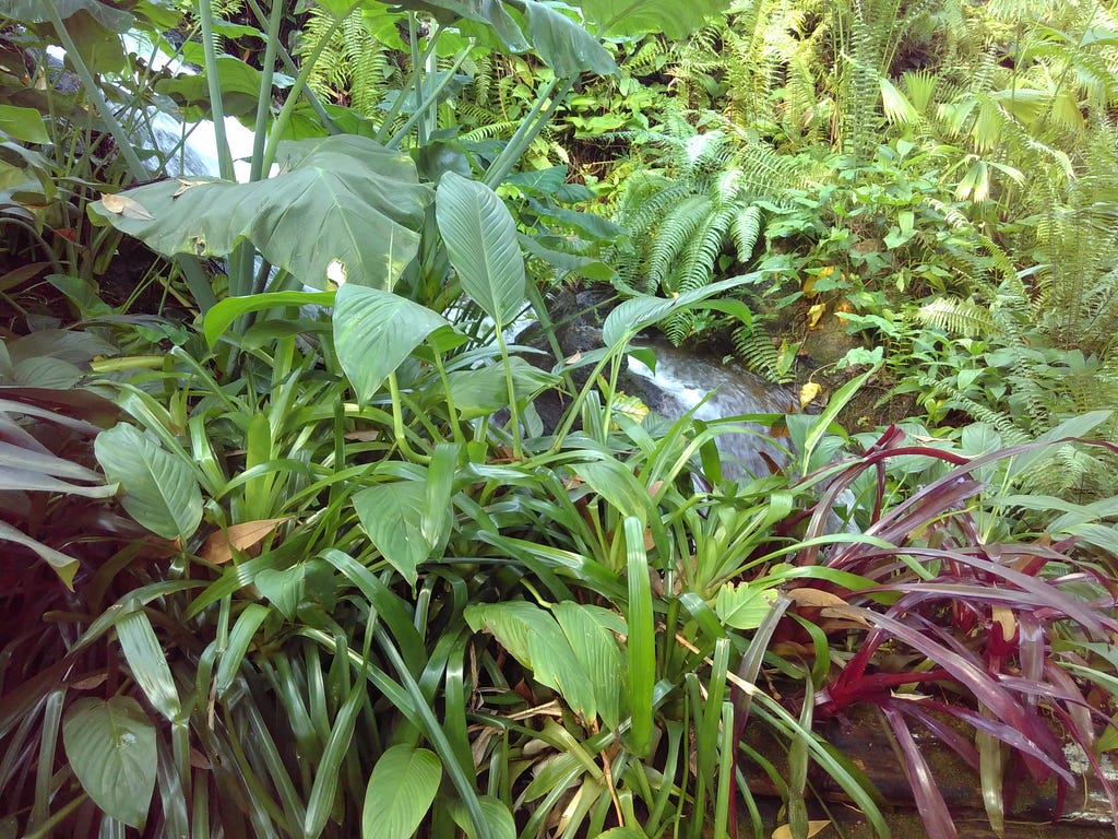 An image of various green leafy plants and ferns next to a stream, taken by Mama D Ujuaje at The Eden Project