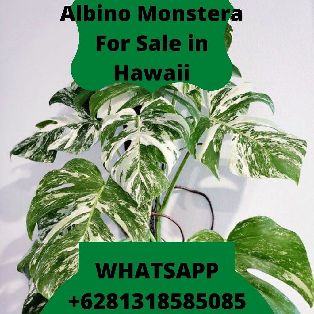 Albino Monstera For Sale in Hawaii, Albino Monstera Importer in Hawaii, Albino Monstera seller in Hawaii, selling Albino Monstera in Hawaii, Albino Monstera Exporter in Hawaii, Albino Monstera in Hawaii