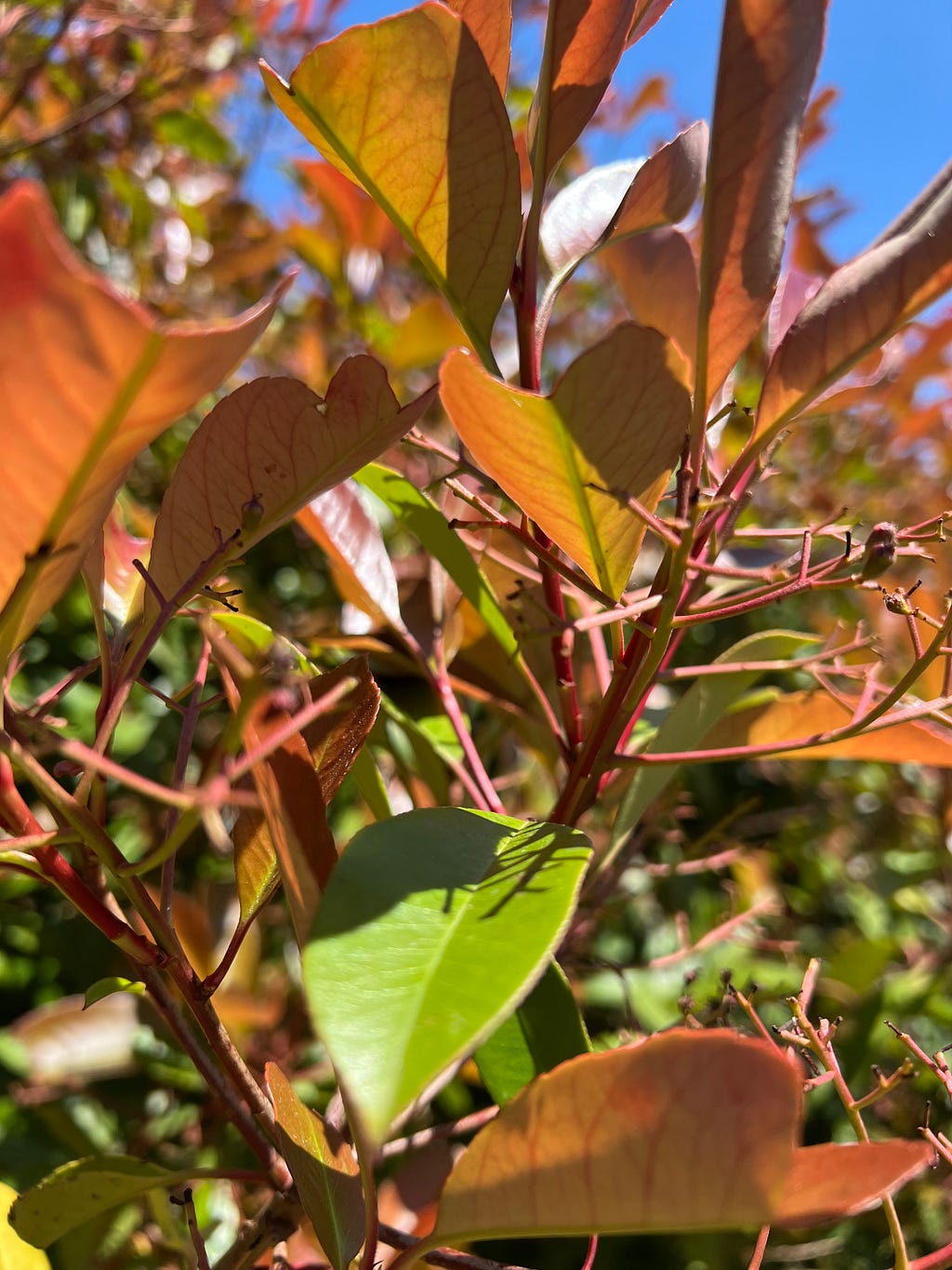 Photo of leaves that vary from green to bronze to red in Cantignano, Italy