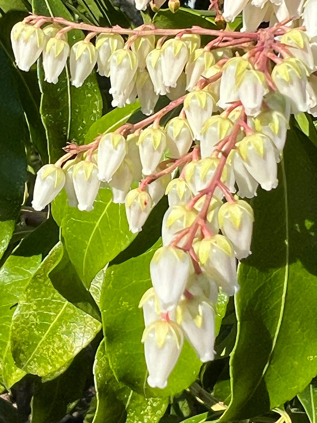 Photo of hanging white blossoms of Andromeda lined up along reddish stems