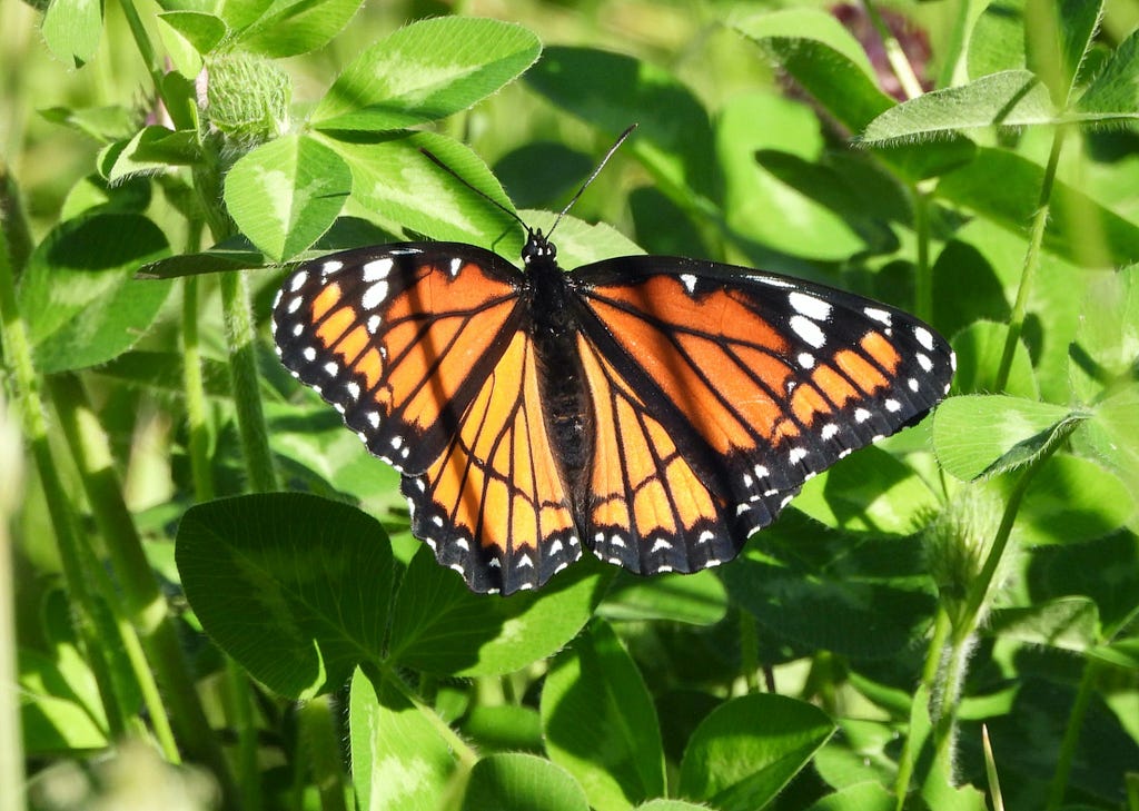 Viceroy butterfly (Limenitis archippus) basking in sunshine on clover.