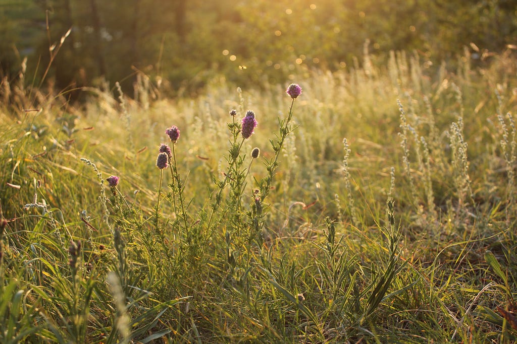 Meadow with thistles and sunlight
