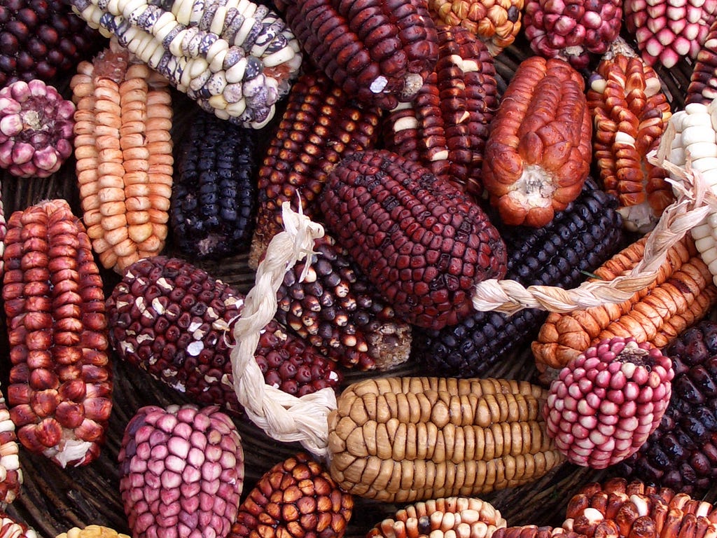Peruvian maize varieties, photo by Jenny Mealing https://commons.wikimedia.org/wiki/File:Peruvian_corn.jpg