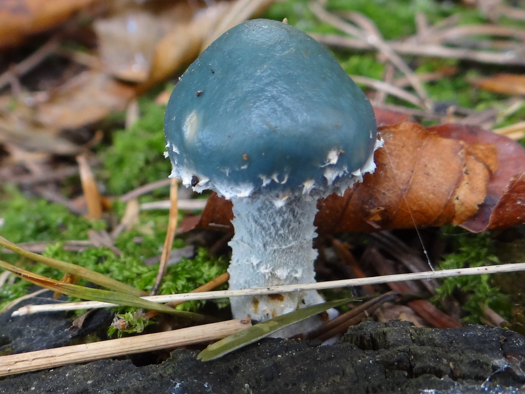 real life blue roundhead which is represented in assassins creed valhalla