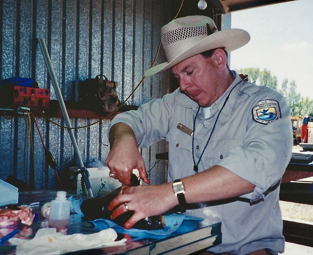 Craig Springer dissecting a common carp from the Rio Grande on Alamose National Wildlife Refuge, Colorado, for a contaminates study. Photo Courtesy of Mark Wilson/USFWS.