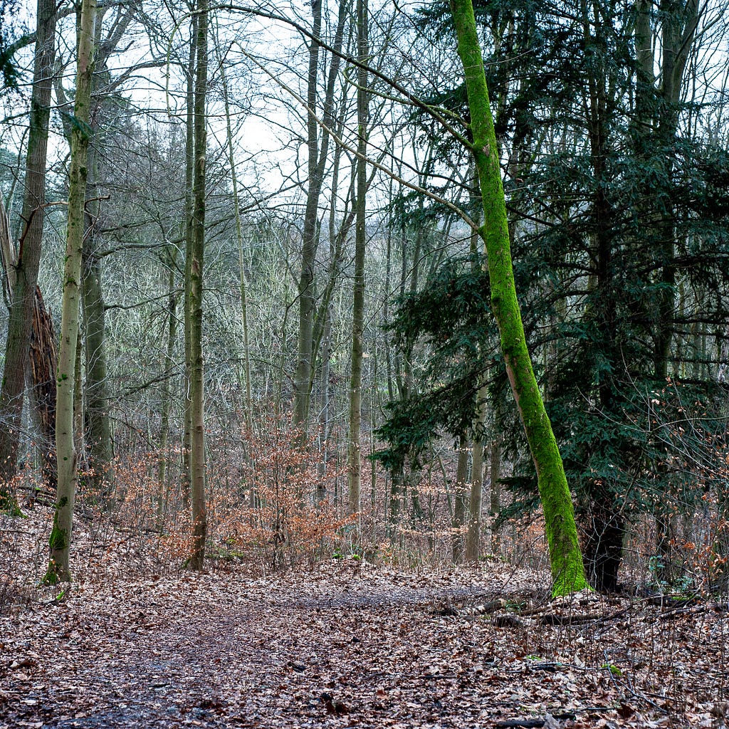 Mossy tree next to a leafy path. Essen, Germany, February 5, 2024.