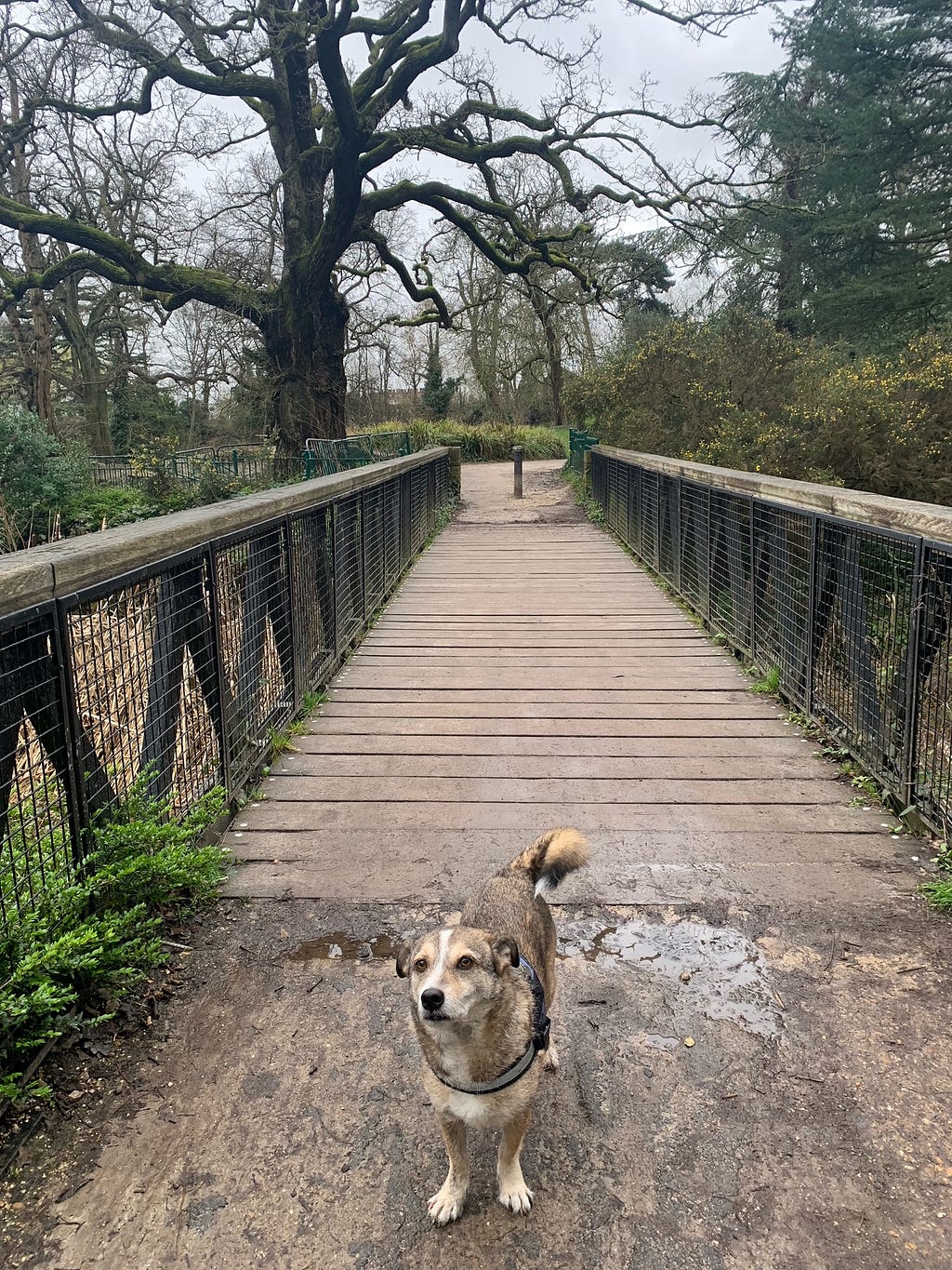 A small brown dog on a bridge at the park looking at the camera