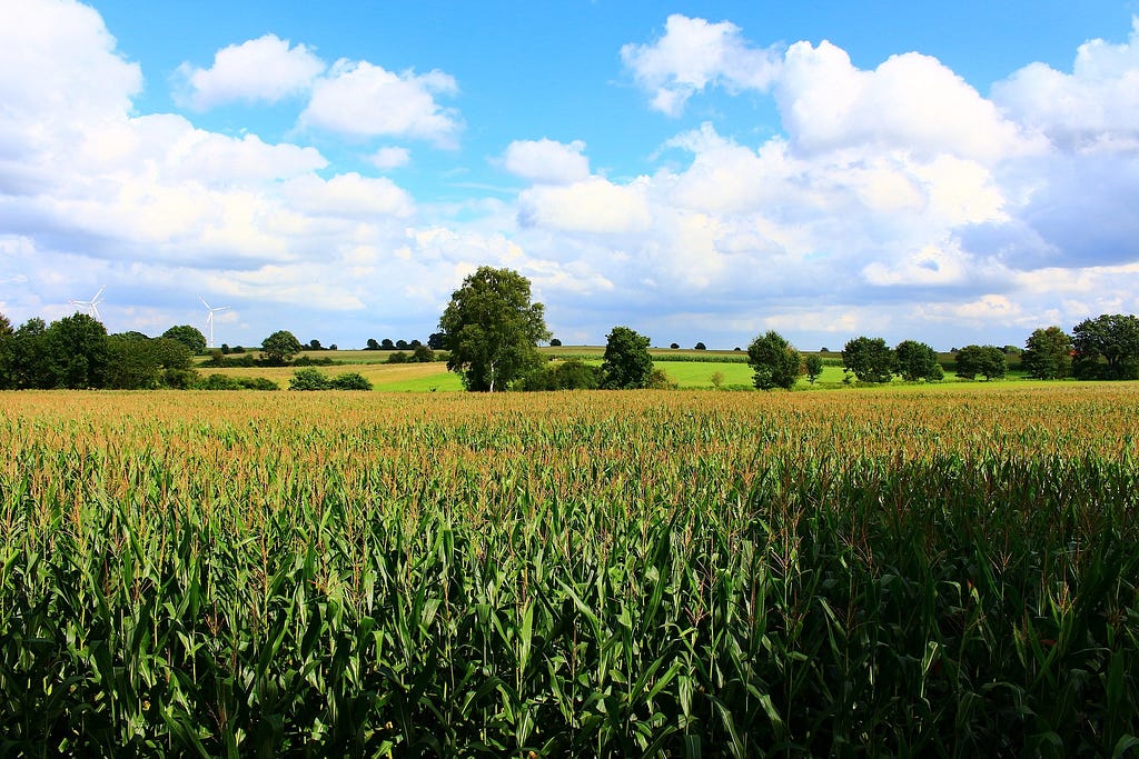 Cornfield and blue skies