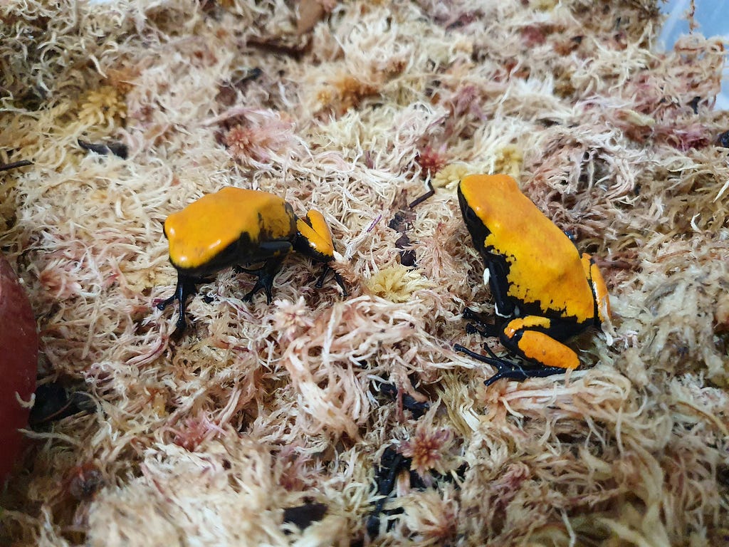 2 orange-back frogs