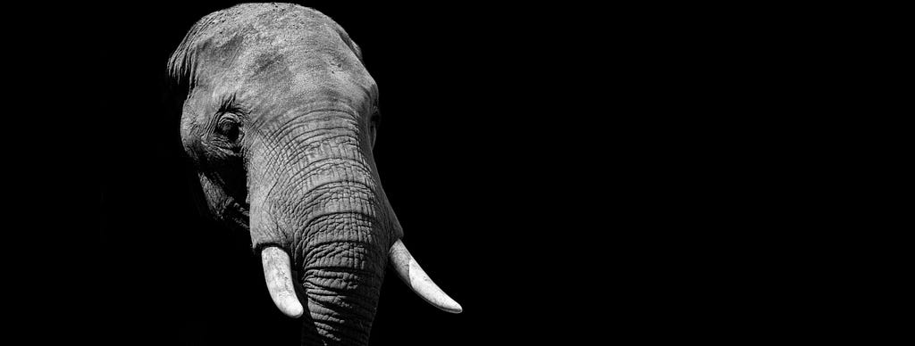 A black and white image of an African elephant’s head