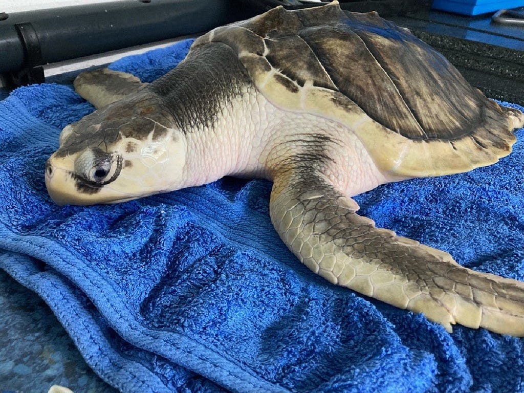 Kemp’s Ridley Sea Turtle on towel