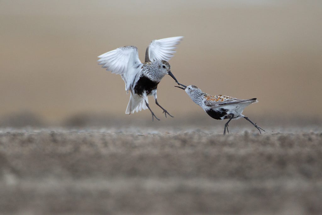Two birds appear to fight on the ground, clasping bills, with wings stretched out
