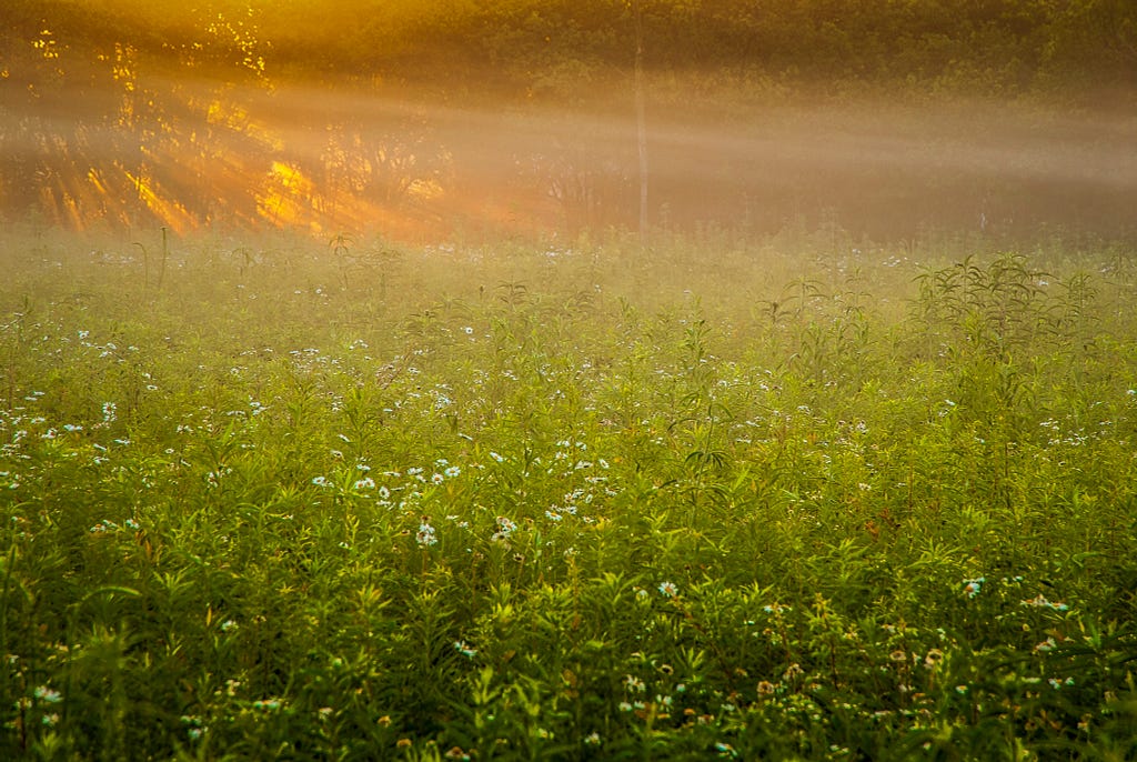 Sunrise beams shining through the trees over a field of flowers