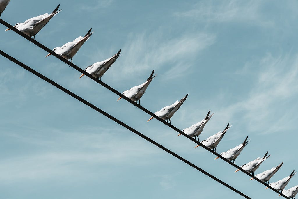 A bunch of seagulls perfectly rowed on top of an electric wire. All looking at the same direction.
