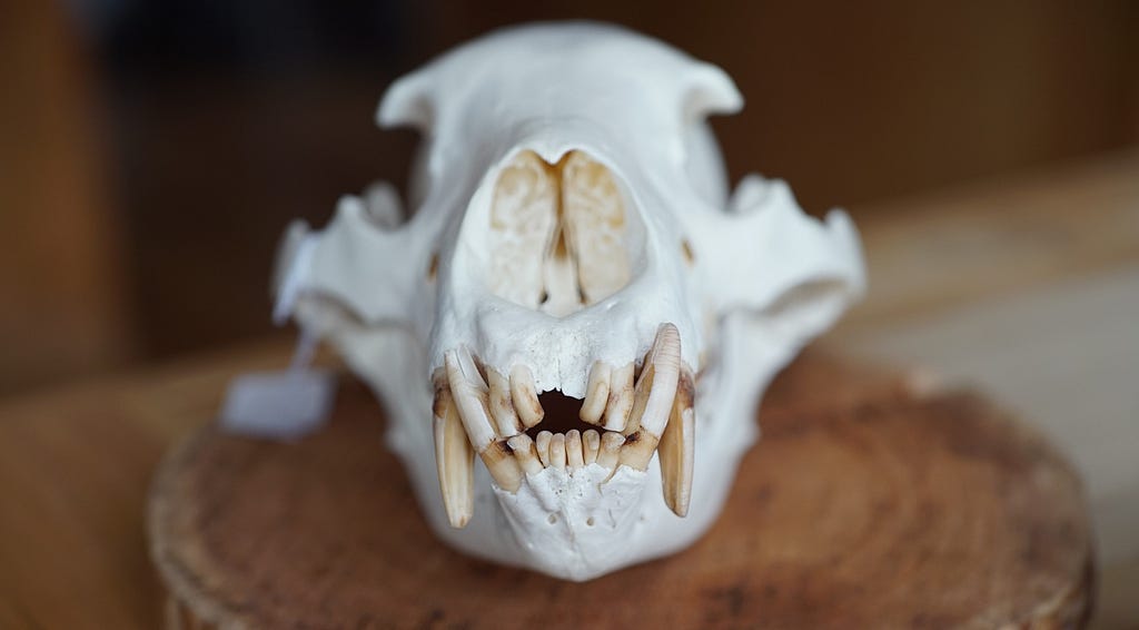 black bear skull from the front