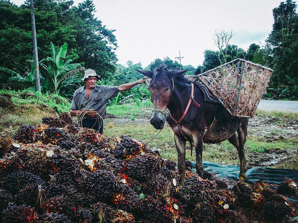 A man loads a donkey with harvested palm oil fruit in Costa Rica