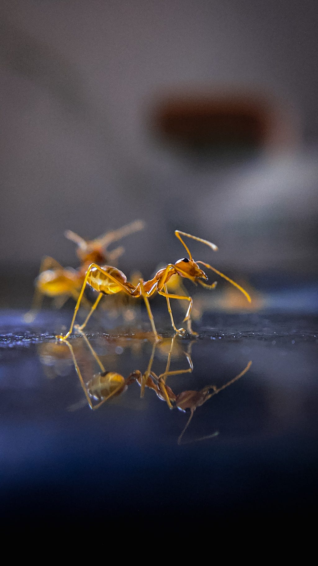 A macro photo of a red ant, in hyperfocus. Another ant is behind, but blurred.