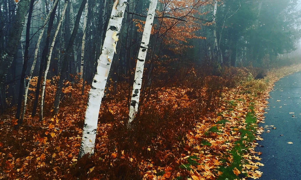 A forest floor covered in orange and red leaves. There are two white birch trees in the foreground and a forest of thin, gray trees in the background.