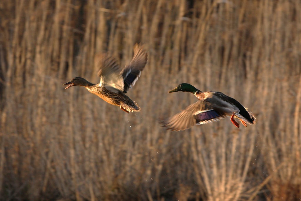 two ducks mid flight