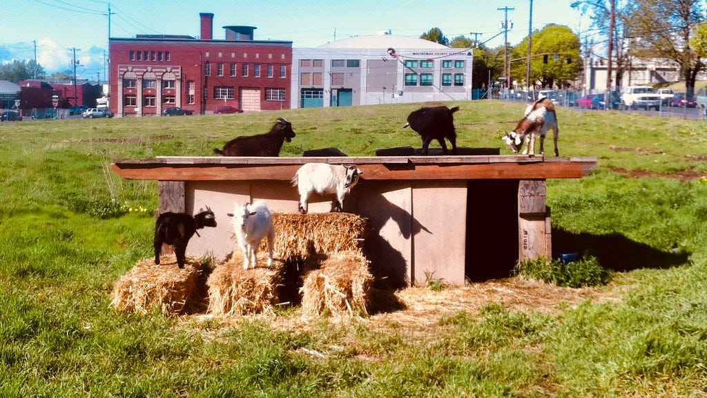 Six goats of various colors stand around on a wooden platform or hay bales in a green field, short, urban buildings visible in the background distance.