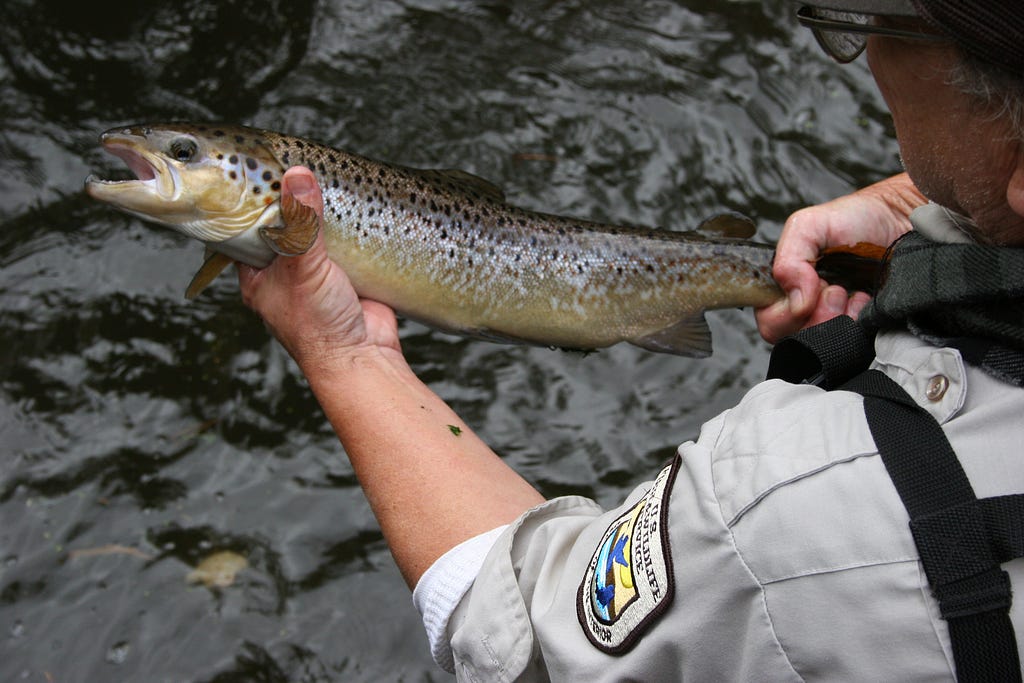 A person holds a large spotted fish above the water.