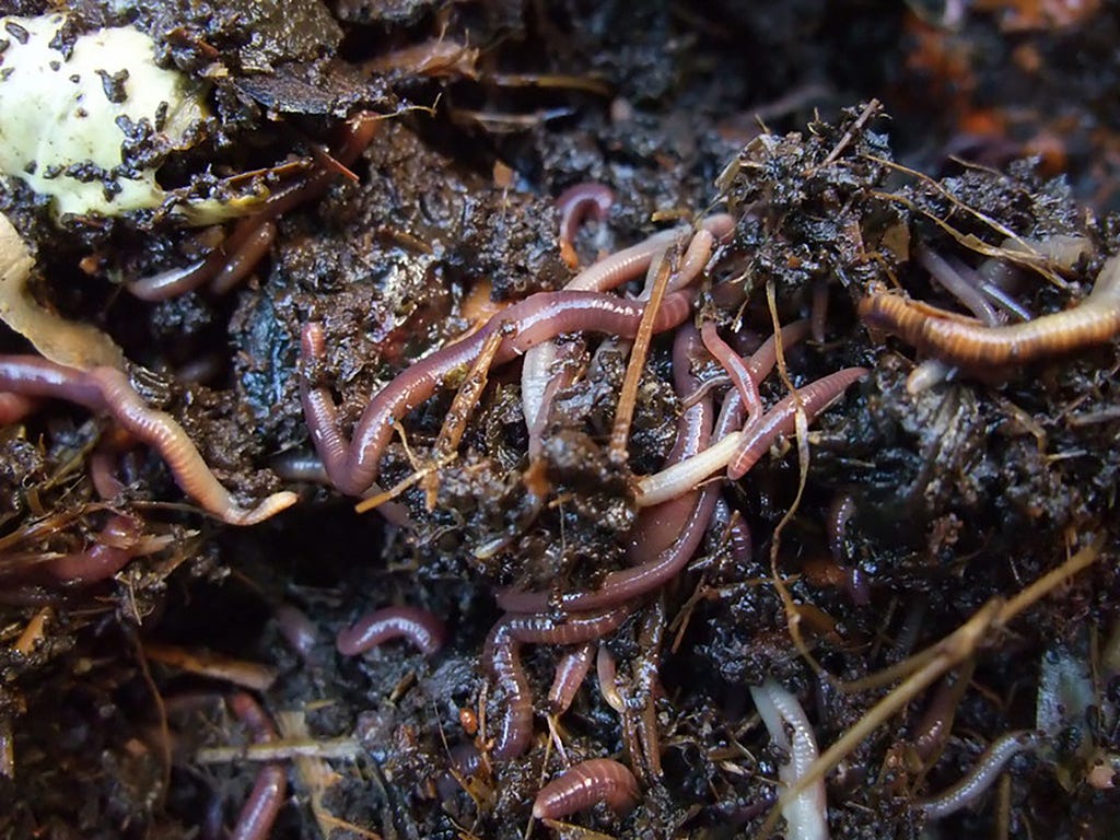 Earthworms in compost