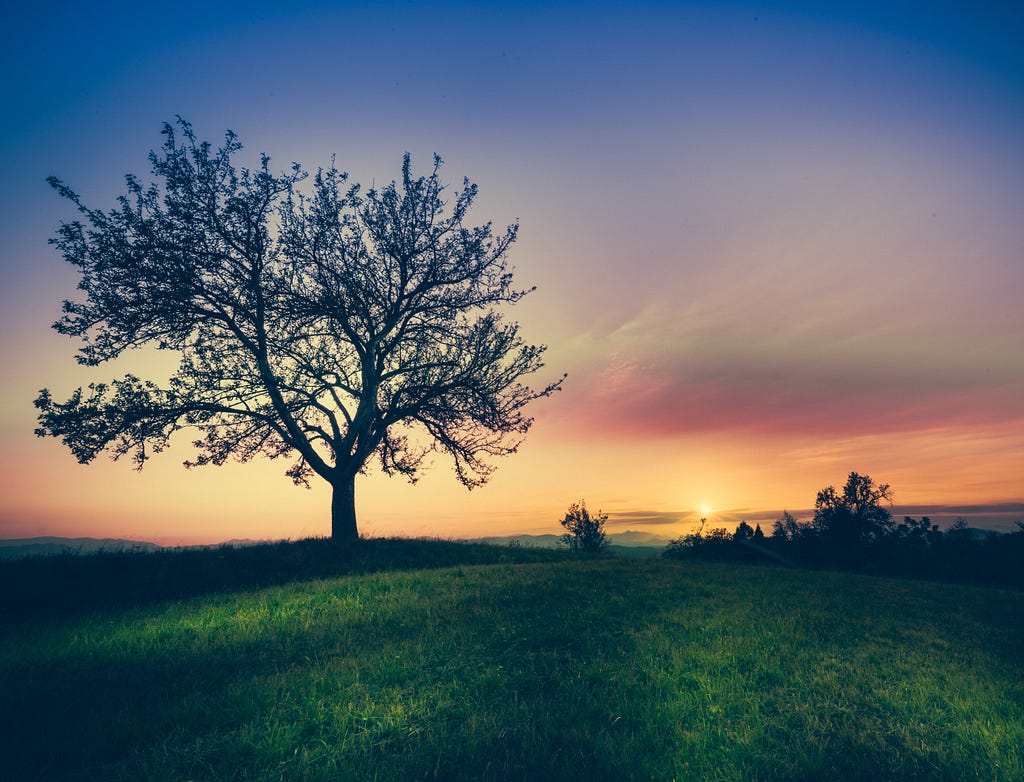 Photo byÂ ðŸ‡¸ðŸ‡® Janko FerliÄÂ onÂ Unsplash. The horizon is beautiful with a setting sun, a tree and green grass.