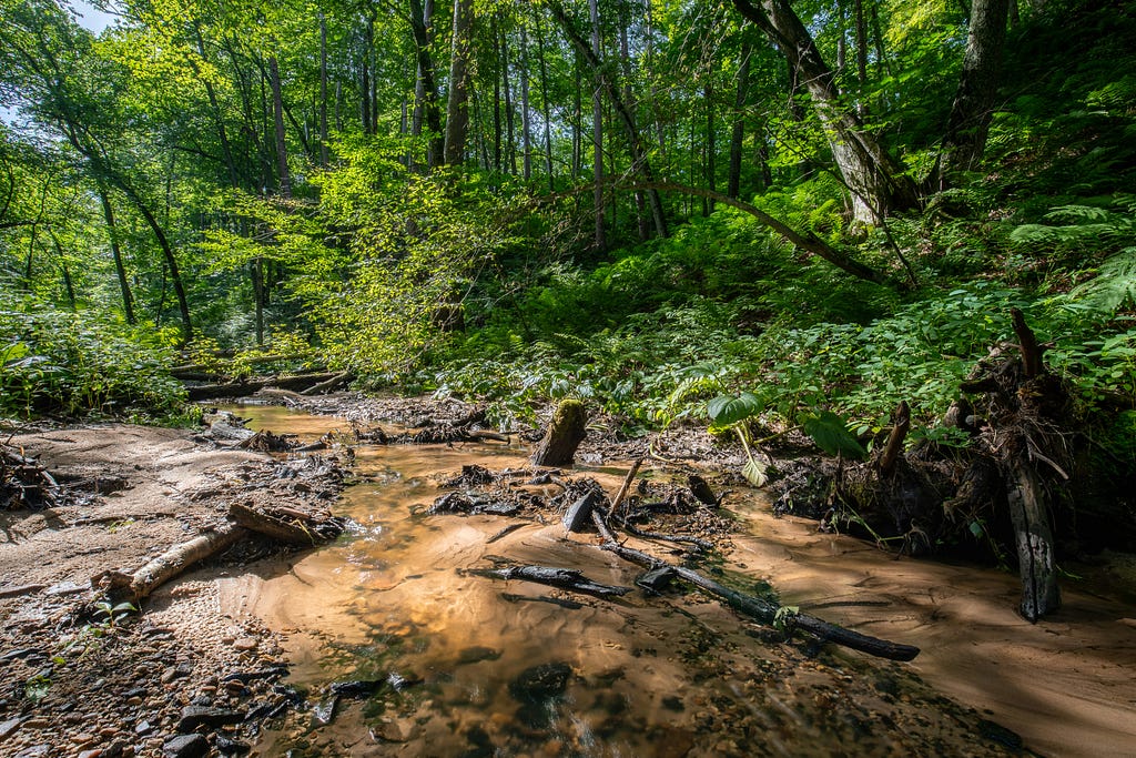 A woody forest