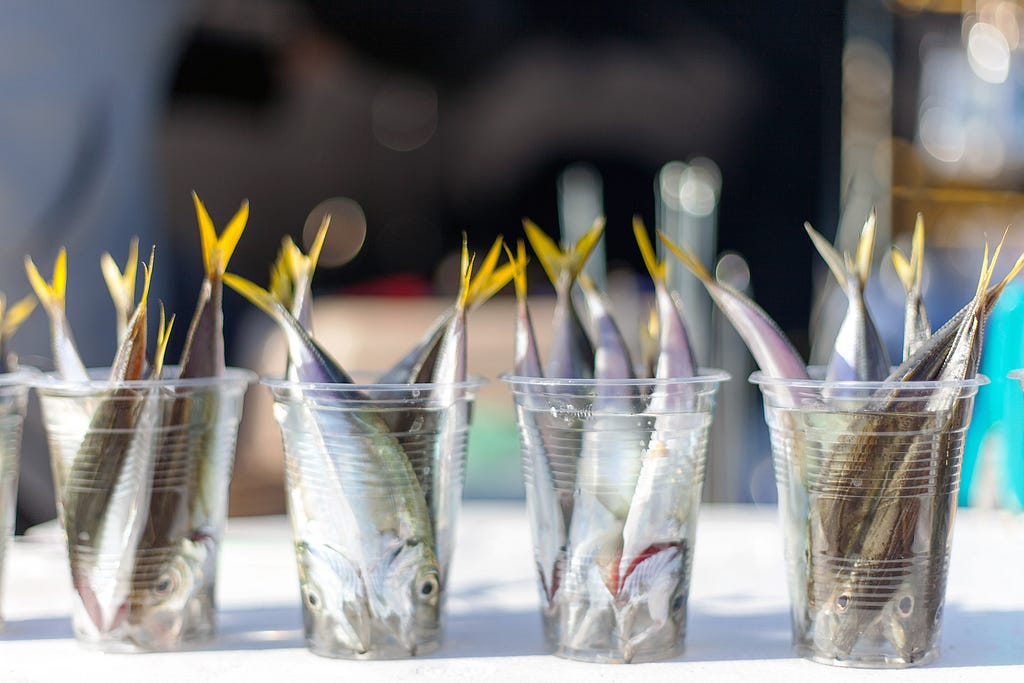 plastic cups containing yellow tailed minnows to be used as fishing bait