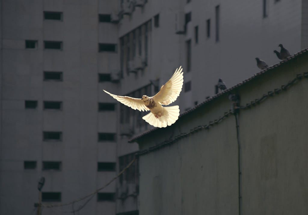 A flying dove
