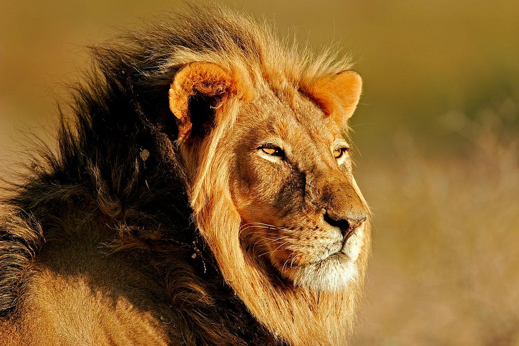 The head of a male lion in sunlight