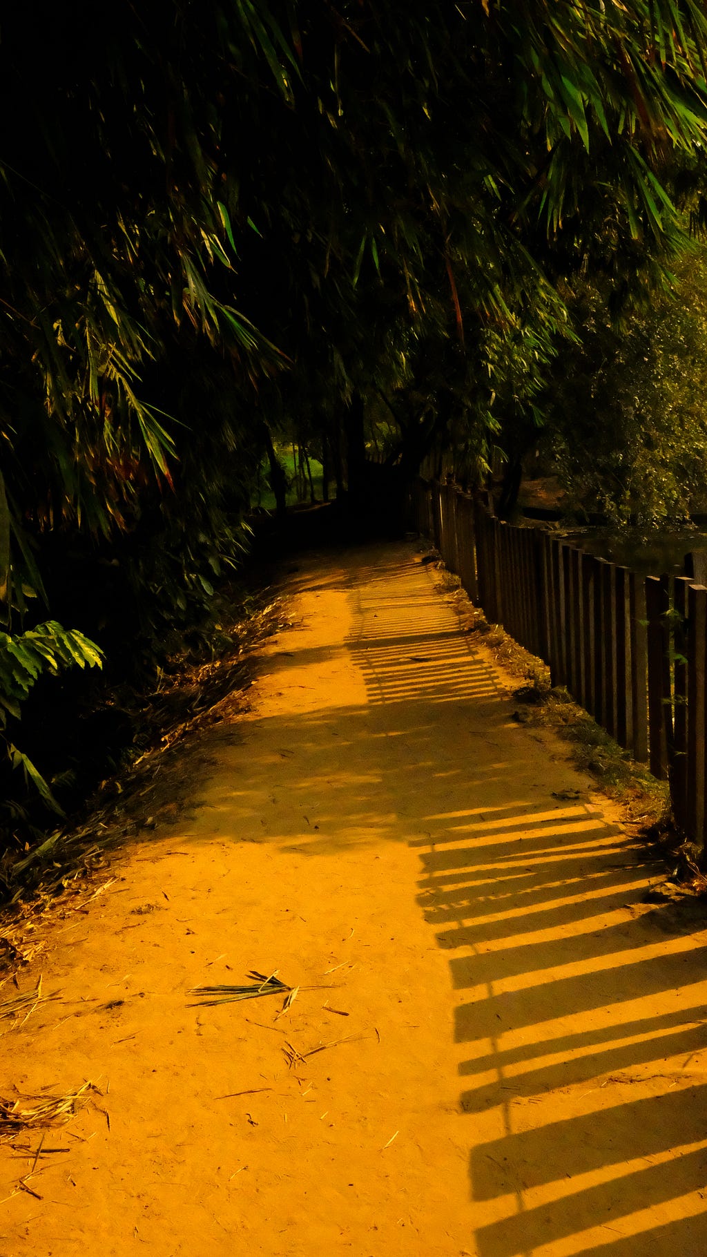 A dirt path surrounded by bamboo trees and a bamboo fence. The dirt path is covered with the shadows of the trees and fence