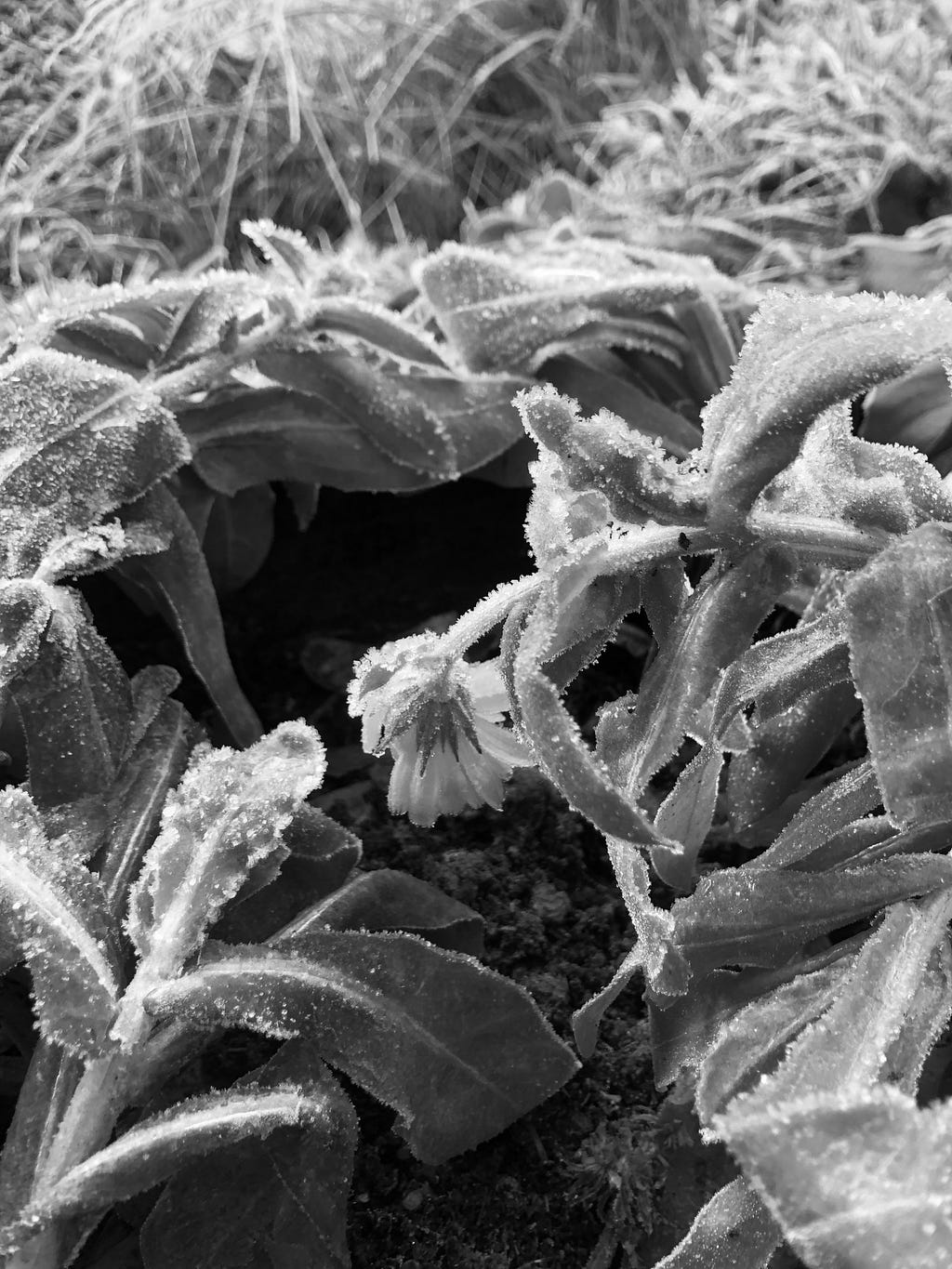 A black and white photo depicting a wilting flower among weeds covered in frost