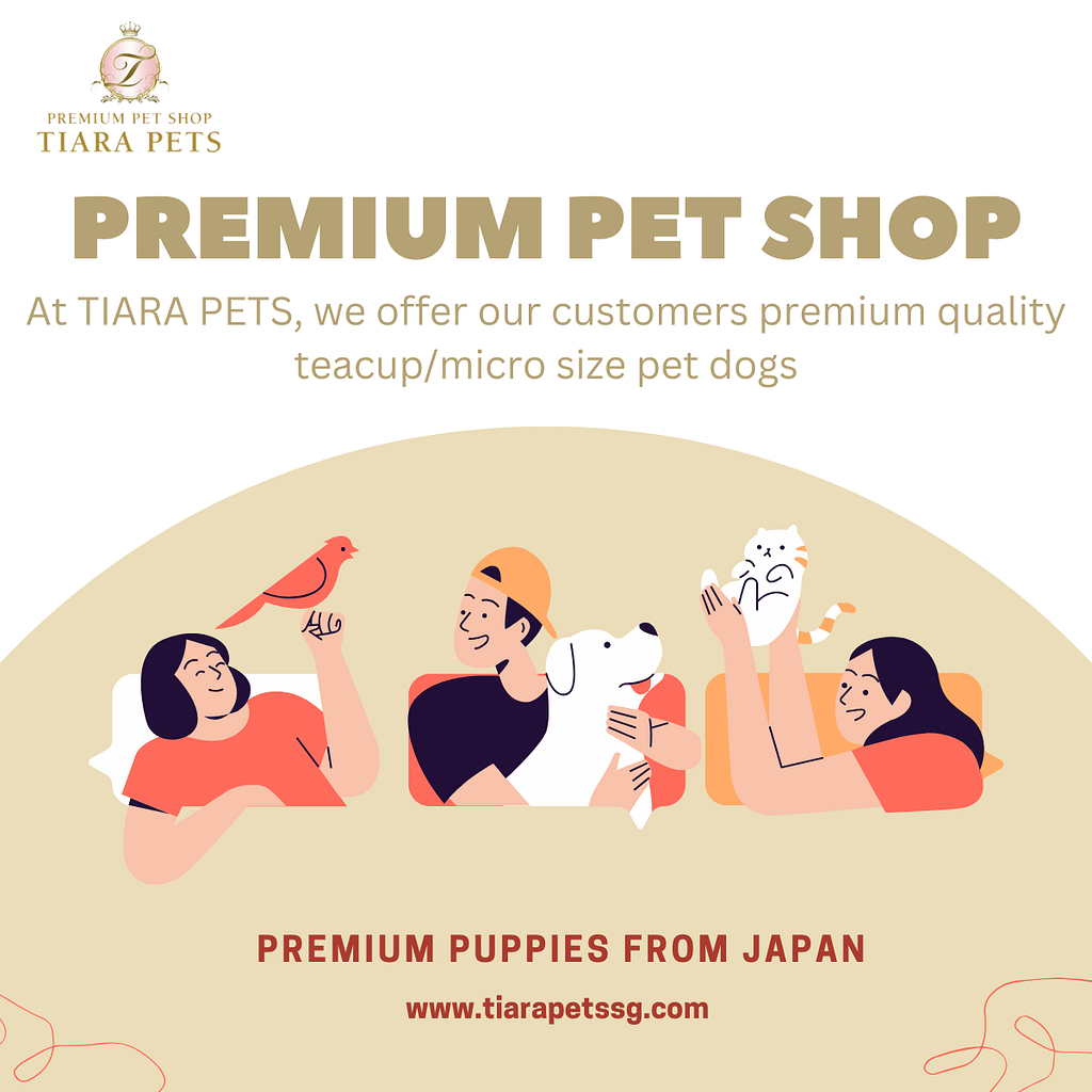 French Bulldog Puppies for Sale in Singapore