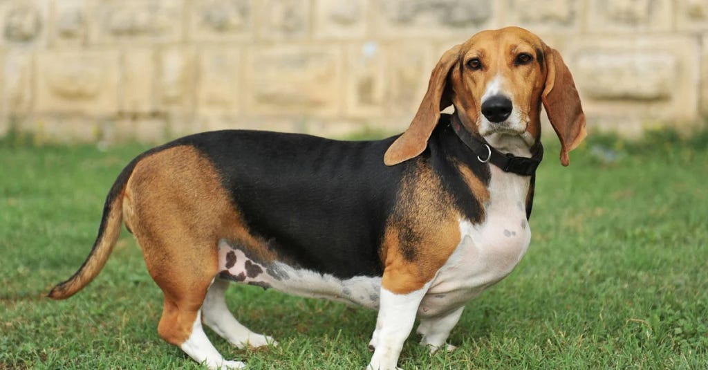 Dog Training Tips — Basset Artesien Normand