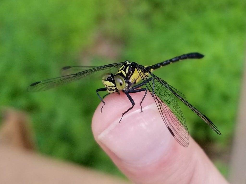 Southern pygmy clubtail, a type of dragonfly, sits on man’s thumb