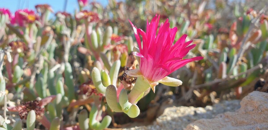 A pink, succulent flower blooms on the arid Mediterranean coast of Southern Spain.