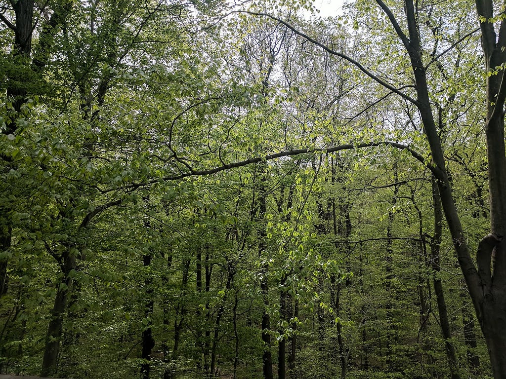 Photo of the dense trees in the author’s backyard