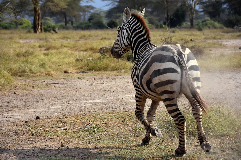 Zebra running on dry ground