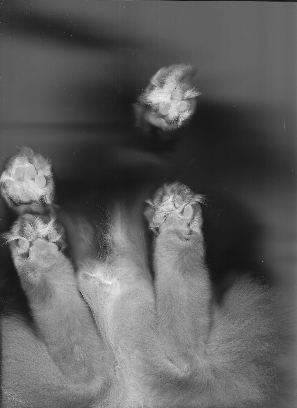 Cat viewed from underneath — four paws and furry butt in black and white.